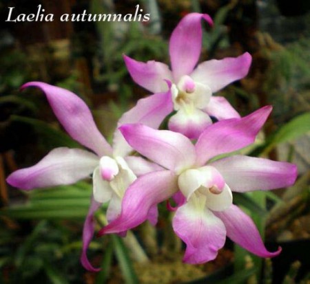 Laelia autumnalis - Lindl.