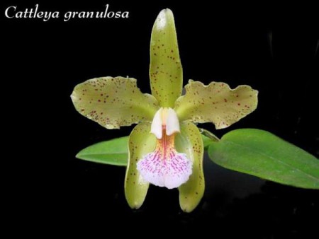 Cattleya granulosa - Lindl.