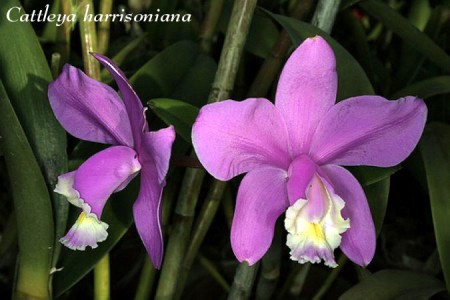 Cattleya harrisoniana - Batem.