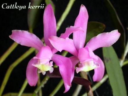 Cattleya kerrii - Brieg & Bical.