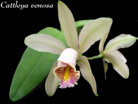 Cattleya venosa 