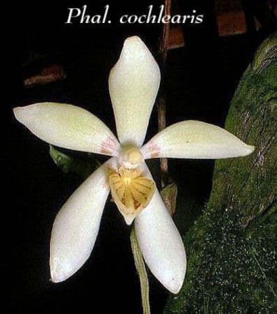 Phalaenopsis cochlearis - Holttum 1964