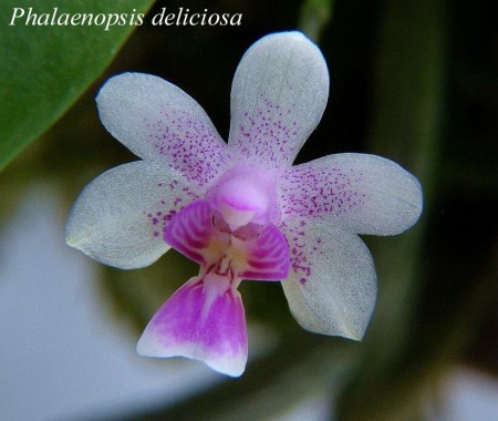 Phalaenopsis deliciosa - Rchb.f. 1854