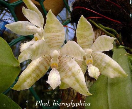 Phalaenopsis hieroglyphica - H.R.Sweet 1969