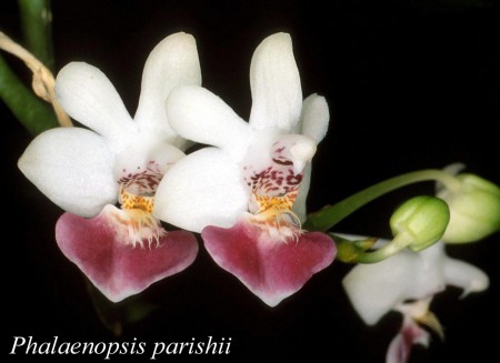 Phalaenopsis parishii - Rchb.f. 1865