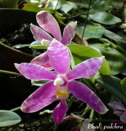 Phalaenopsis pulchra - H.R.Sweet. 1968