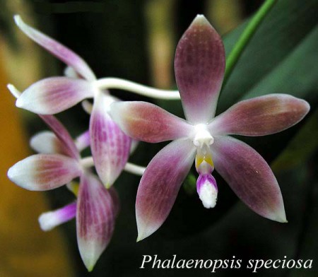 Phalaenopsis speciosa - Rchb.f. 1881