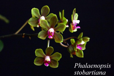 Phalaenopsis stobartiana - Rchb. f. 1877