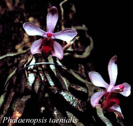 Phalaenopsis taenialis - Christenson 1985