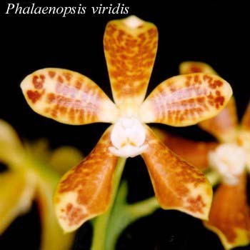 Phalaenopsis viridis - J.J.Sm. 1907