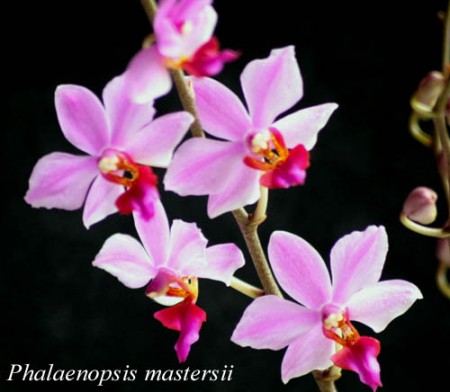 Phalaenopsis mastersii - King & Pantl. 1897