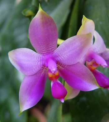 Phalaenopsis violacea - H.White 1861