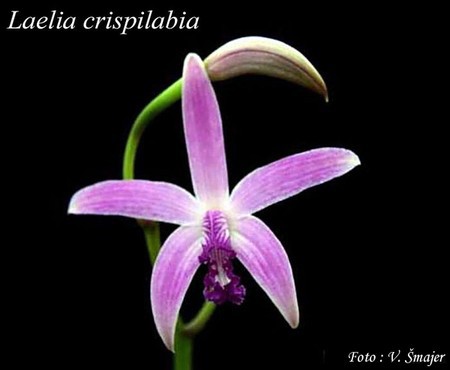 14. Laelia crispilabia - A.Rich ex Warner (1865)