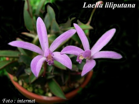 33. Laelia liliputana - Pabst (1973)