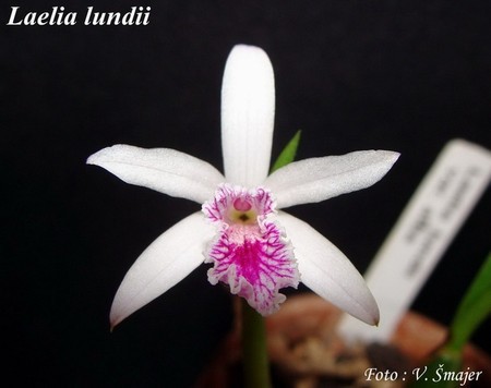 36. Laelia lundii - Rchb.f. (1881)