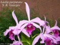 Laelia purpurata - V.d.Berg &Chase