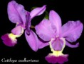 /album/fotogalerie-cattleya-walkeriana1/catt-walkeriana-jpg1/