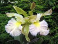 /album/brassocattleya/bc-praetii-jpg/