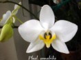 Phalaenopsis amabilis - (L.) Blume 1825