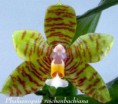 Phalaenopsis reichenbachiana - Rchb.f. & Sander 1882