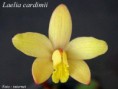 08. Laelia cardimii - Pabst (1921)